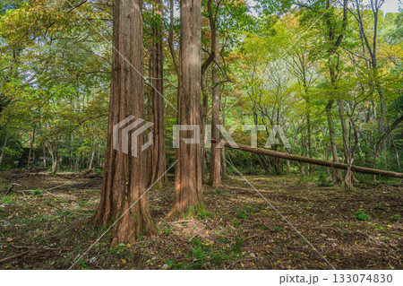 秋の森の情景　京都市山科区 133074830