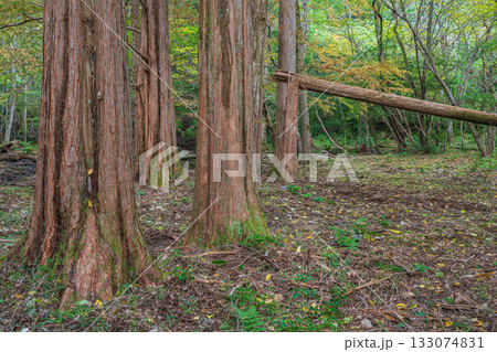 秋の森の情景 京都市山科区 秋の森の情景 京都市山科区 133074831