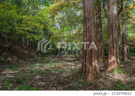 秋の森の情景　京都市山科区 133074832