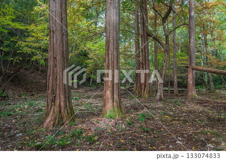 秋の森の情景　京都市山科区 133074833