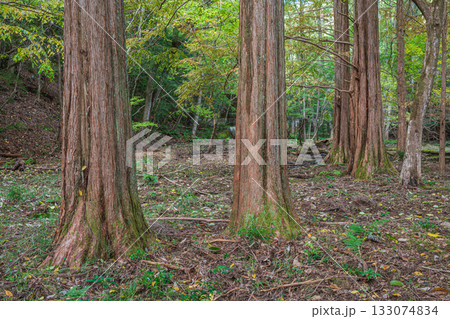 秋の森の情景　京都市山科区 133074834