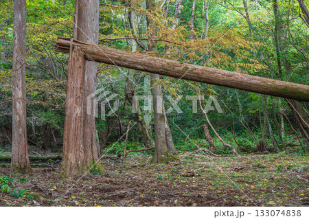秋の森の情景　京都市山科区 133074838