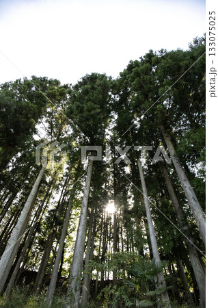 林の間から差し込む太陽の光 林の間から差し込む太陽の光 133075025