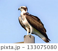ミサゴ 133075080