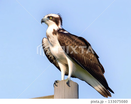 ミサゴ ミサゴ 133075080