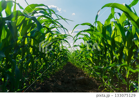 Rows of healthy corn plants stretch toward the sun, showcasing vibrant green leaves in a summer field ready for harvest Rows of healthy corn plants stretch toward the sun, showcasing vibrant green leaves in a summer field ready for harvest 133075129