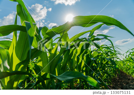 Corn plants stretch upward in a lush field as summer sunlight highlights their growth and vitality, showcasing a successful harvest season Corn plants stretch upward in a lush field as summer sunlight highlights their growth and vitality, showcasing a successful harvest season 133075131