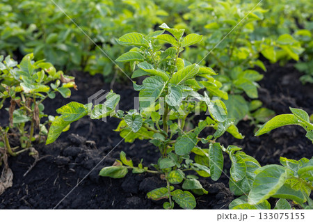 Healthy green potato plants grow in rich, dark soil on a farm, showcasing the agricultural process in a vibrant field Healthy green potato plants grow in rich, dark soil on a farm, showcasing the agricultural process in a vibrant field 133075155