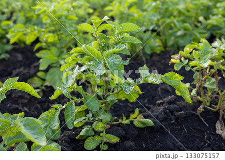 Potato plants thrive in a fertile field with healthy growth, showcasing lush greenery and dark, nourishing soil that supports agriculture Potato plants thrive in a fertile field with healthy growth, showcasing lush greenery and dark, nourishing soil that supports agriculture 133075157