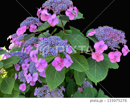 額アジサイ 額アジサイ 133075278