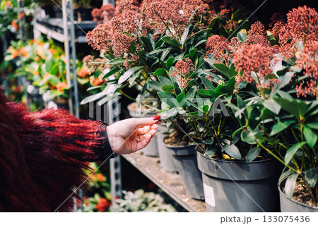 Close-up of a person inspecting flowering potted plants in a festive greenhouse aisle. Christmas shopping, plant-based gifts, sensory holiday experiences, sustainable consumer behavior 133075436