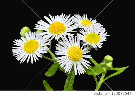 ヒメジオン 133075547