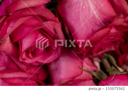beautiful red roses in a large bouquet lying on top of each other, several red roses , close up 133075562