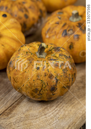 small yellow pumpkins completely covered with harmful dangerous mold, pumpkins that have begun to rot and become covered with mold small yellow pumpkins completely covered with harmful dangerous mold, pumpkins that have begun to rot and become covered with mold 133075566