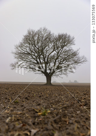 one old oak tree without leaves in the autumn season against the background of a gray sky in cloudy weather 133075569