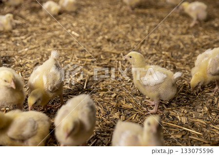 young broiler chickens at a poultry farm, young chicken chickens on sawdust flooring 133075596