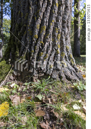 green grass and fallen yellow dry foliage from deciduous trees at the beginning of leaf fall, colorful foliage on the ground in the autumn season in sunny warm weather 133075615