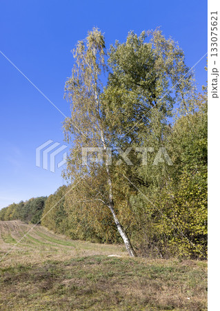 tree in a mixed forest in the autumn season during leaf fall, beautiful trees during autumn 133075621