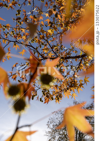 red maple in the autumn season against the background of the blue sky in sunny weather, the beautiful changes in the nature , closeup 133075622
