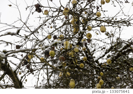 ripe yellow pears hanging on the branches of a pear tree in the winter in cloudy weather, pear branches without foliage but with yellow pears covered with snow in the winter season 133075641