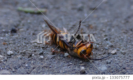 スズメバチの遺骸 133075777