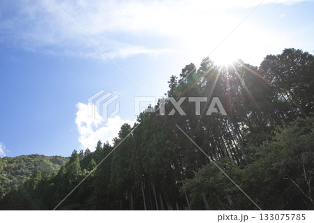 森の中に差し込む太陽の光 森の中に差し込む太陽の光 133075785