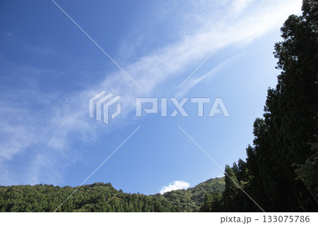 森の中から見上げた青空 133075786