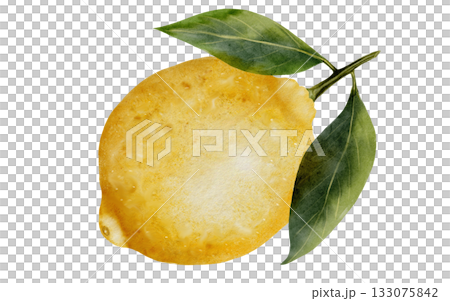 Lemon watercolor. Hand drawn tropical sour fruit. Clip art of juicy yellow lime. Citrus on isolated white background. Ideal for logo and packaging of natural cosmetics, household chemicals and design 133075842