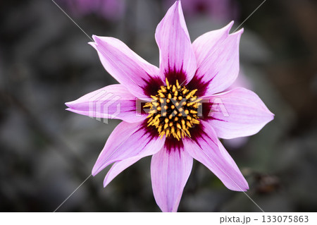 ピンク色の可憐なダリア(品種:秋桜) ピンク色の可憐なダリア(品種:秋桜) 133075863