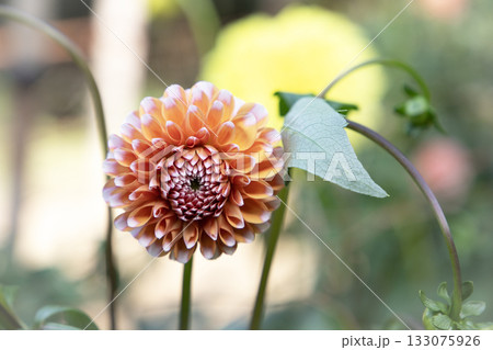 オレンジと白のグラデーションが美しいダリア(品種:雪みかん) オレンジと白のグラデーションが美しいダリア(品種:雪みかん) 133075926