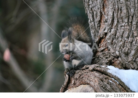 子供のエゾリス 133075937