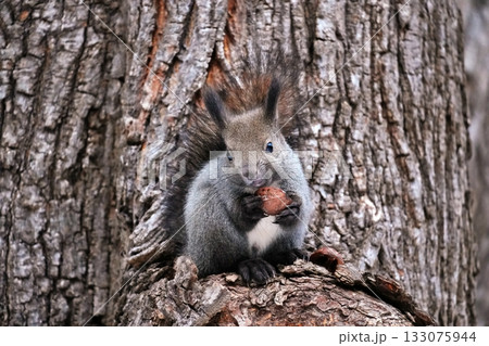木の上でクルミを食べる冬のエゾリス 木の上でクルミを食べる冬のエゾリス 133075944