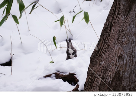 冬景色の中のエゾリス 冬景色の中のエゾリス 133075953