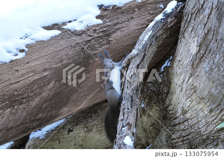 冬景色の中のエゾリス 冬景色の中のエゾリス 133075954