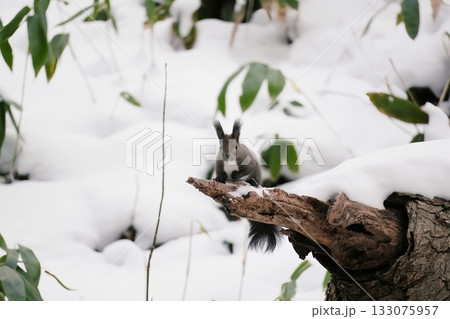 雪の中で立ち止まるエゾリス 雪の中で立ち止まるエゾリス 133075957