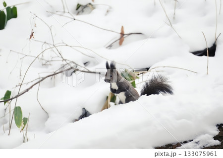 雪の中で立ち止まるエゾリス 133075961