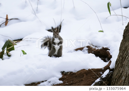雪の中で立ち止まるエゾリス 133075964