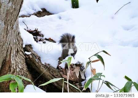 樹上のエゾリス 樹上のエゾリス 133075965