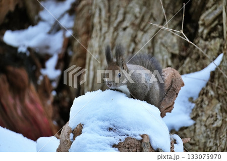 雪の中で遊ぶエゾリス 133075970