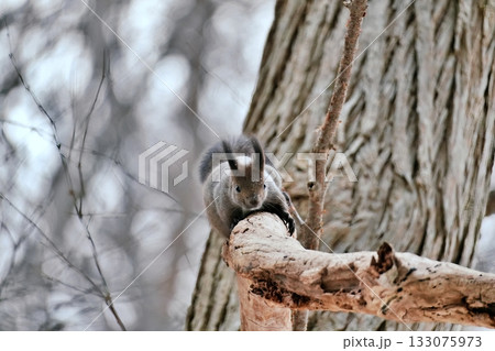 樹上のエゾリス 133075973