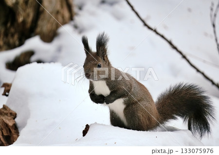 かわいいエゾリス 133075976