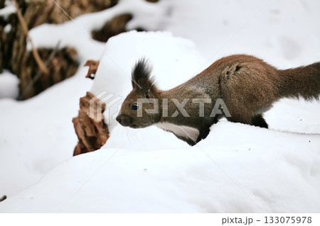 かわいいエゾリス かわいいエゾリス 133075978