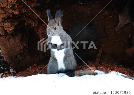 エゾリス エゾリス 133075980