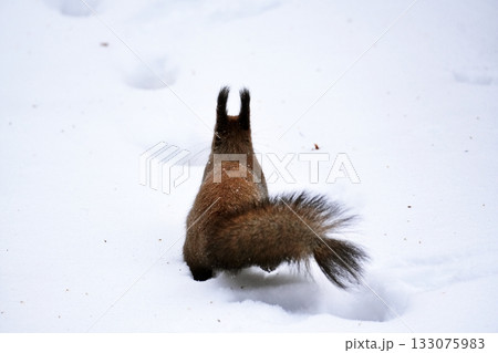 雪の中を歩くエゾリス 雪の中を歩くエゾリス 133075983