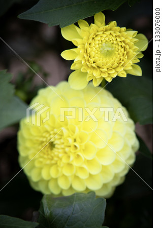 鮮やかな黄色のダリア（品種：黄望） 133076000