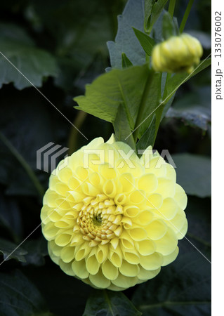 鮮やかな黄色のダリア（品種：黄望） 133076002