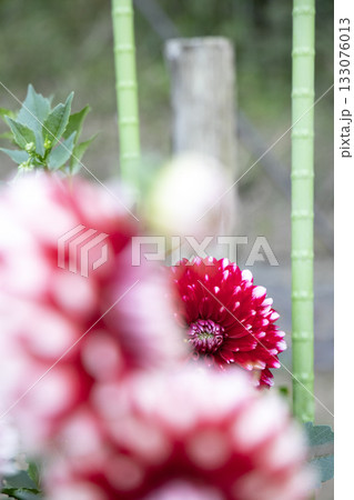 赤と白のグラデーションが美しいダリア（品種：ストロベリー ムース／ストロベリー クリーム） 133076013