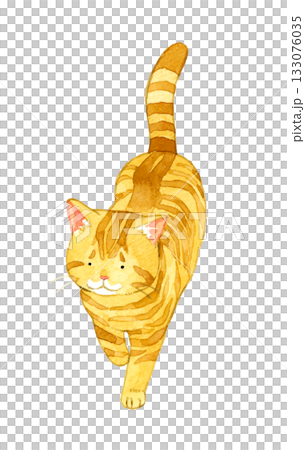 歩く茶トラ猫 動物・ペットの手描き水彩イラスト素材 歩く茶トラ猫 動物・ペットの手描き水彩イラスト素材 133076035