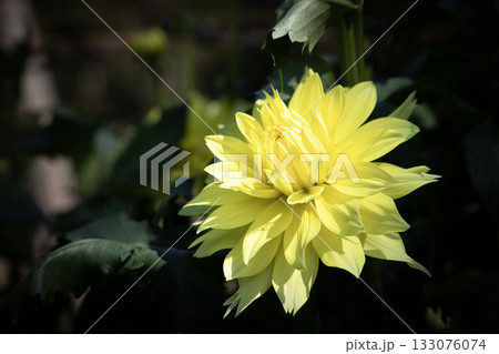華やかな黄色のダリア(品種:月の使者) 華やかな黄色のダリア(品種:月の使者) 133076074