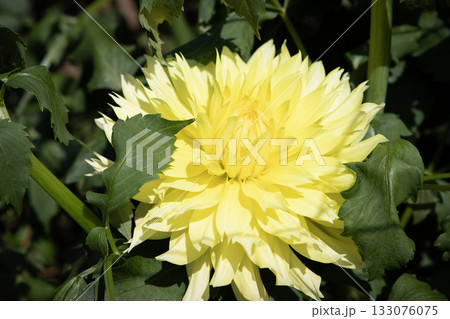 華やかな黄色いダリア（品種：月の使者） 133076075
